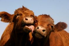 two brown cows standing next to each other with their mouths open and one cow sticking its tongue out