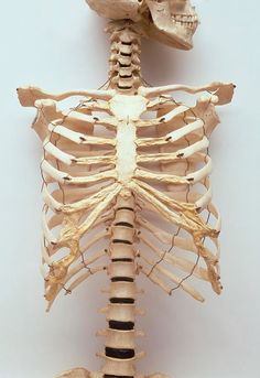 an image of a human skeleton showing the upper and lower limbs, including the ribs