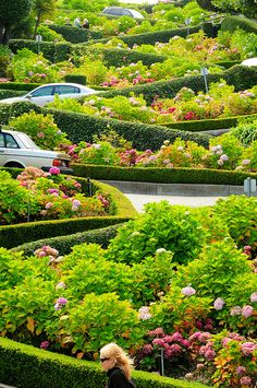 a woman walking down a sidewalk next to a lush green hedge lined with pink and red flowers