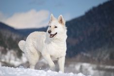 a white dog is standing in the snow