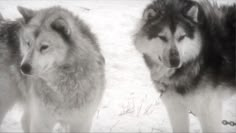 two husky dogs standing in the snow looking at something off to the side with their eyes closed