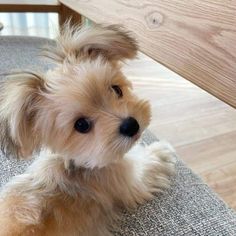 a small white dog sitting on top of a chair