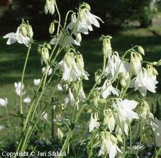 some white flowers are growing in the grass