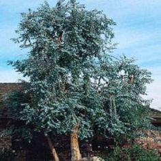 a large tree sitting in front of a building with the words mon rova on it