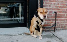 a brown and white dog sitting on the sidewalk next to a door with a leash