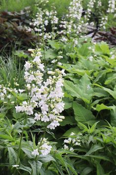 some white flowers and green leaves in the grass