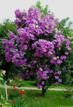 purple flowers are blooming on the tree in the garden, and there is no image here to provide a caption for