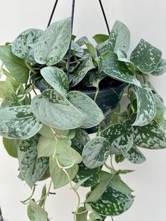 a green plant hanging from a black wire