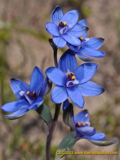 some blue flowers are blooming in the field