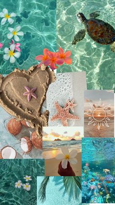 a collage of pictures with flowers, shells and sea turtles in the ocean water