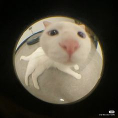 a white cat looking at the camera through a round hole in a black wall with a reflection of it's face