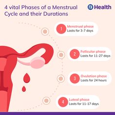 What Is Ovulation, Fashion Terms, Phase 4, 17 Day, Did You Know, Health, Quick Saves