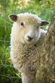 a sheep standing next to a tree in a fenced off area with tall grass