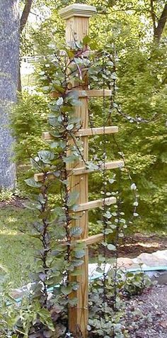 a tall wooden trellis next to a tree