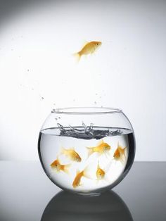 goldfish jumping out of the water into an aquarium