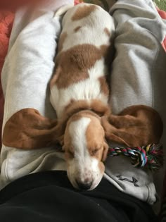 a brown and white dog laying on top of a bed