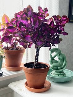 two potted plants sitting on top of a window sill