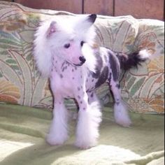 a white and black dog standing on top of a bed next to a pillow covered couch