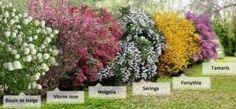 the different types of flowering shrubs are shown in this graphic above it's description