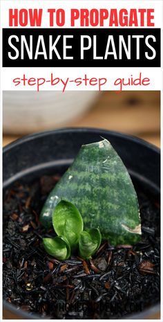 a potted plant with the title how to propagate snake plants step by step guide