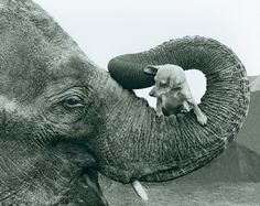 an elephant with its head on top of a small dog in it's trunk