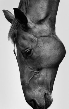 a black and white photo of a horse