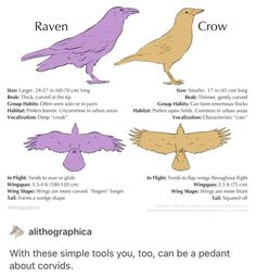 the different types of birds that can be seen in this graphic diagram, which shows how they