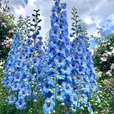 blue flowers are in the foreground with clouds in the background