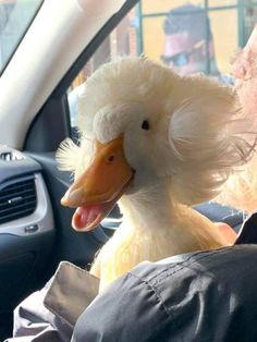 a duck with its tongue out sitting in the driver's seat of a car