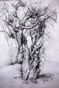 a pencil drawing of a tree with no leaves