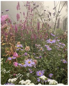 a field full of purple and white flowers on a foggy day