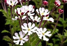 white and red flowers with green leaves in the background