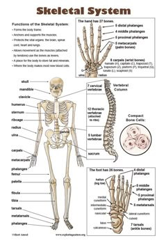 the skeletal system is shown in this diagram, which shows bones and their major functions