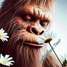 an orangutan with daisies in its mouth