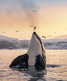 an orca whale is swimming in the water with birds flying around it's head