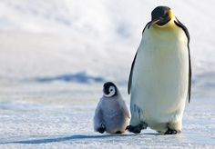 an adult penguin walking next to a baby penguin on the ice with snow in the background