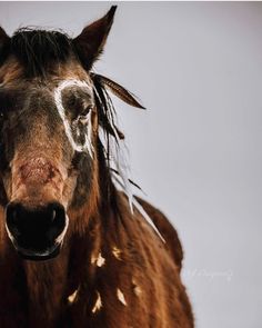 a brown horse with white spots on it's face