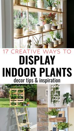 an assortment of indoor plants with text overlay that reads 17 creative ways to display indoor plants