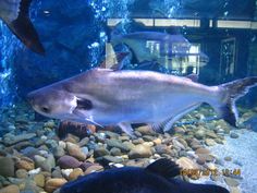 fish swimming in an aquarium with rocks and gravel