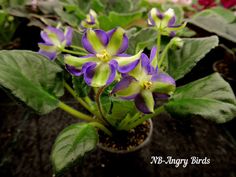 purple and white flowers in a pot with green leaves