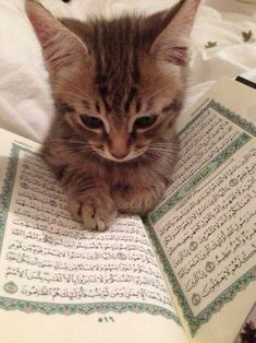 a cat sitting on top of an open book with arabic writing in the pages and looking at the camera