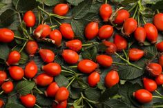 red tomatoes and green leaves on the vine