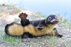 a baby duckling is sitting on the ground with its arms outstretched and feet spread out