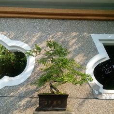 a bonsai tree in a pot on the side of a building with two round windows