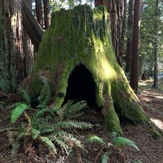 a mossy tree stump in the middle of a forest