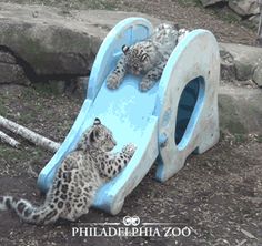 a cat laying on top of a blue slide