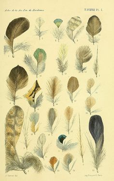 an illustration of different types of feathers