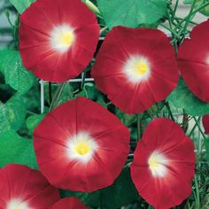 four red flowers with white center surrounded by green leaves