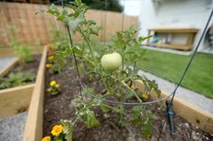 an outdoor garden with plants growing in it