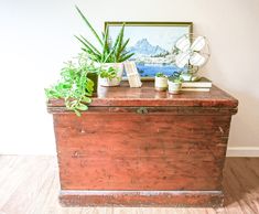 an old trunk with some plants on top